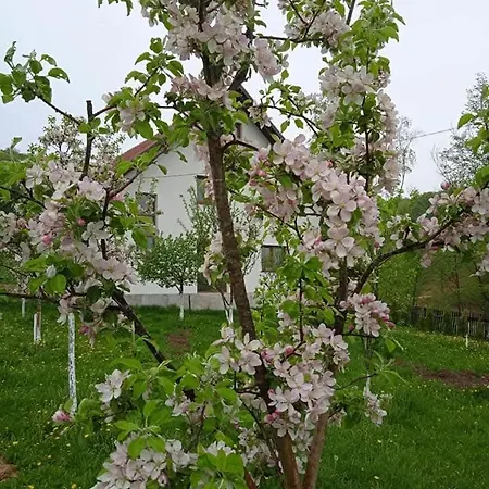 Hadziluk